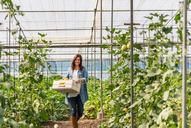 Smiling farmer carrying crate with crop in greenhouse — Stock Photo