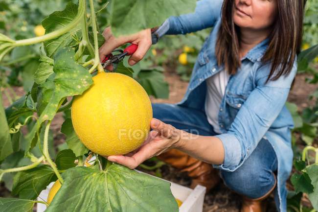 Abgeschnittenes Bild einer Frau, die köstliche reife süße gelbe runde Melone vom Stamm in leichtem Gewächshaus schneidet — Stockfoto