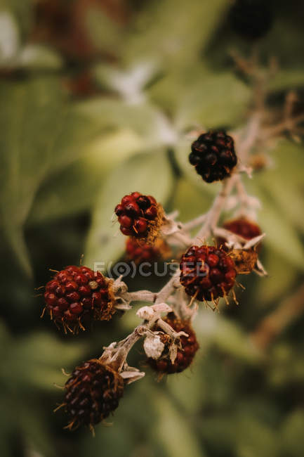 Moras silvestres frescas comestibles maduras e inmaduras con flores marchitas marrones en la rama de los arbustos en otoño - foto de stock