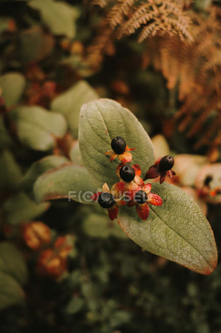 Tödlicher Nachtschatten giftige schwarze Beeren auf roten und orangefarbenen Blüten mit fünf Blütenblättern auf verschwommenem Hintergrund grüner Blätter — Stockfoto