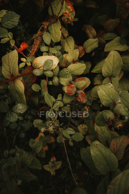 Deadly nightshade toxic berries and unripe green blackberries among green and brown leaves in autumn forest — Stock Photo