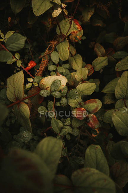 Mortal sombra nocturna bayas tóxicas y moras verdes inmaduras entre hojas verdes y marrones en el bosque de otoño - foto de stock