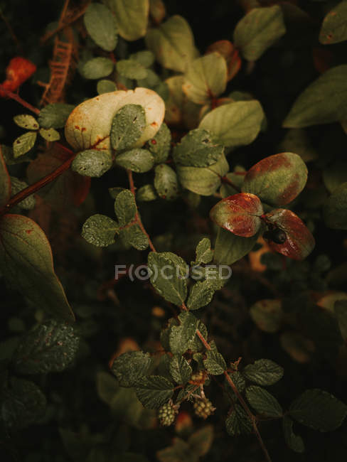 Mortale belladonna bacche tossiche e more verdi acerbe tra foglie verdi e brune nella foresta autunnale — Foto stock