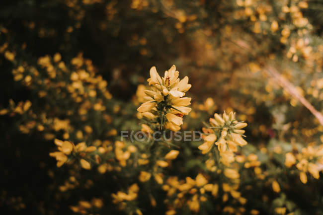 Hermosas flores frescas de meliloto medicinal con pétalos amarillos entre hojas verdes en un denso bosque otoñal - foto de stock