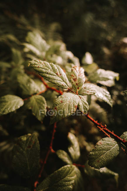 Ядовитые ягоды и незрелая зеленая ежевика среди зеленых листьев осеннего леса — стоковое фото