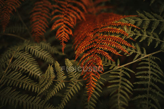 Wild fresh green and wilted orange huge leaves on stems of lush ferns in dense forest during autumn — Stock Photo