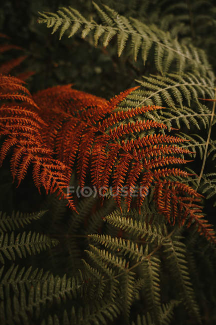 Дикие свежие зеленые и вялые оранжевые огромные листья на стеблях пышных папоротников в густом лесу осенью — стоковое фото