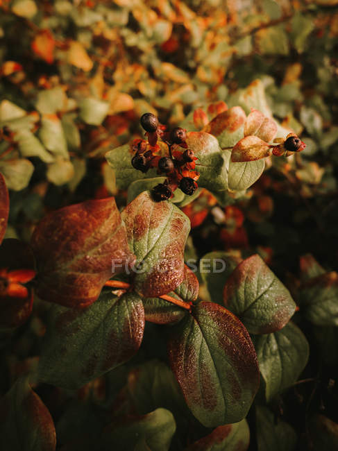 Deadly nightshade toxic black berries on blurred background of green leaves with brown spots — Stock Photo
