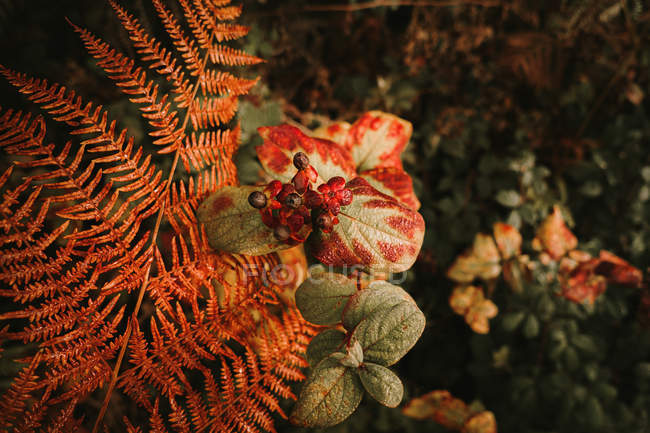 Mortale belladonna bacche nere tossiche sopra foglia di felce arancione nella foresta autunnale — Foto stock