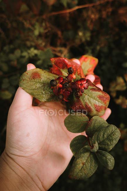 Female hand touching deadly nightshade toxic black berries in autumn forest — Stock Photo