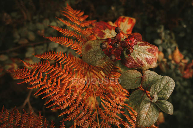 Sombra nocturna mortal bayas negras tóxicas sobre la hoja de helecho naranja en el bosque de otoño - foto de stock