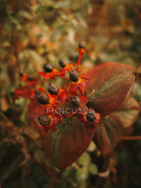 Morelle mortelle baies noires toxiques sur fond flou de feuilles vertes et brunes en automne — Photo de stock