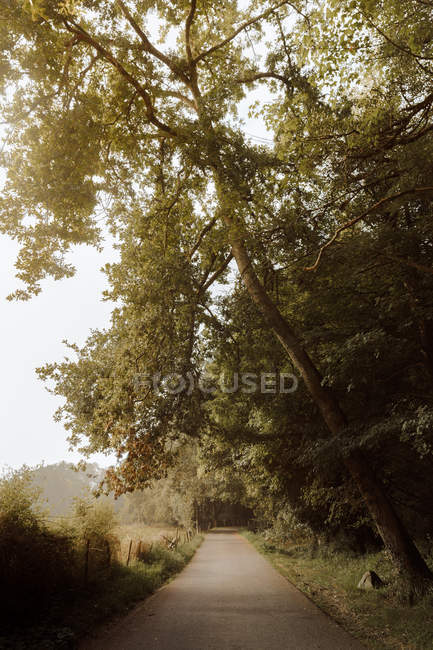 Порожня асфальтова дорога, що веде між густим листяним лісом і зеленим недбалим полем і зникає навколо вигину вдень восени — стокове фото