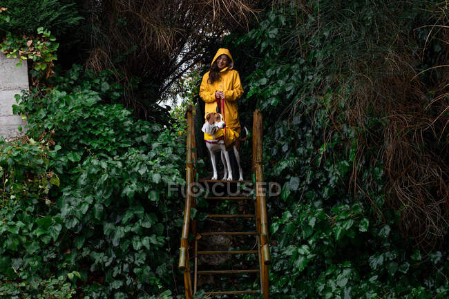 Femme aux cheveux longs en veste jaune et pointeur anglais sur des escaliers en bois dans une clôture végétale verte par temps humide — Photo de stock