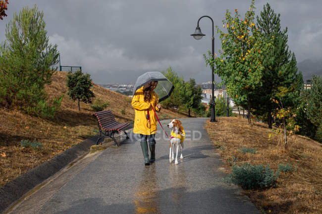 Active woman in yellow jacket walking with English Pointer dog on leash on rainy weather under umbrella in park — Stock Photo