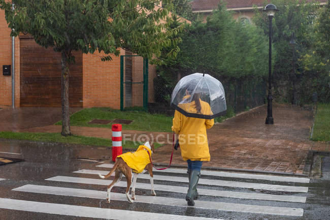Back view of woman in yellow jacket with umbrella moving on road through crosswalk holding dog on red leash under rain — Stock Photo