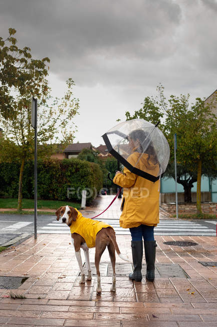 Back view of woman in yellow jacket walking with English Pointer dog in yellow cloak on leash in rain in street — Stock Photo
