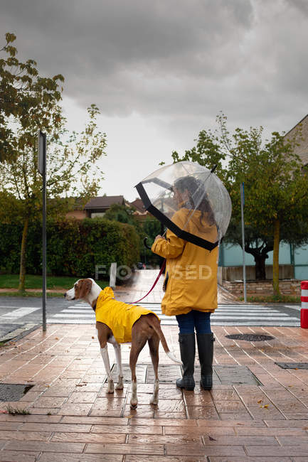 Visão traseira da mulher em casaco amarelo andando com o cão de ponteiro inglês em capa amarela na trela na chuva na rua — Fotografia de Stock