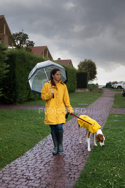 Woman in yellow jacket walking with English Pointer dog in yellow cloak on leash in rain in street — Stock Photo