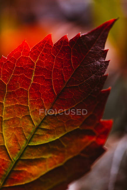 Close-up de folha alaranjada vermelha brilhante outonal em contraste com a luz solar e sombra na natureza — Fotografia de Stock