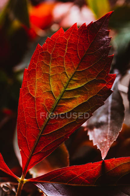 Close-up of autumnal bright red orange leaf in contrast sunlight and shadow in nature — Stock Photo