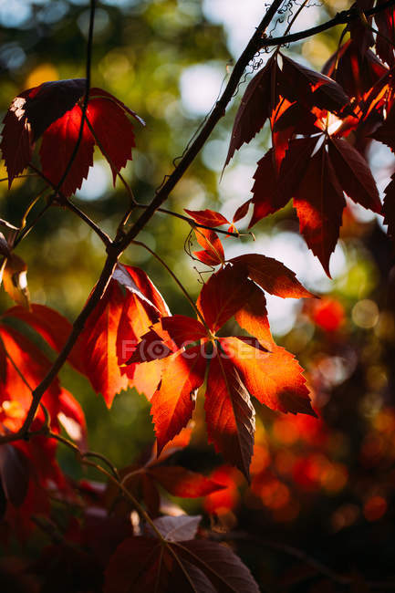 Осенняя ветвь с ярко-красными оранжевыми листьями контрастирует с солнечным светом и тенью в природе — стоковое фото