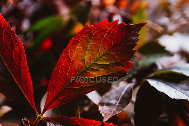 Крупный план осеннего ярко-красного оранжевого листа в контрасте солнечного света и тени в природе — стоковое фото