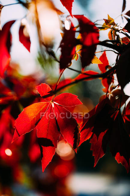 Autumnal branch with bright red orange leaves in contrast sunlight and shadow in nature — Stock Photo