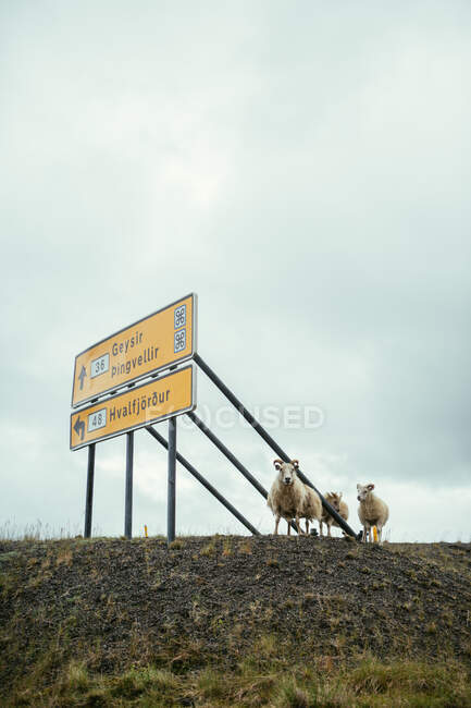 Große gelbe Plakatwand mit Straßenschild und weißen Schafen in der Nähe, die in Island in die Kamera schauen — Stockfoto