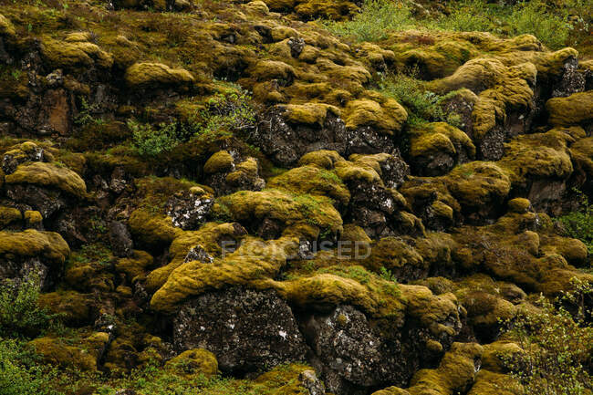 Paesaggio botanico di muschio verde e giallo sulle pietre in Islanda — Foto stock