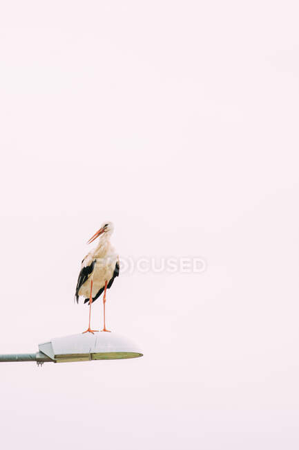 Cigogne debout sur le lampadaire moderne contre le ciel gris le jour ennuyeux en ville — Photo de stock