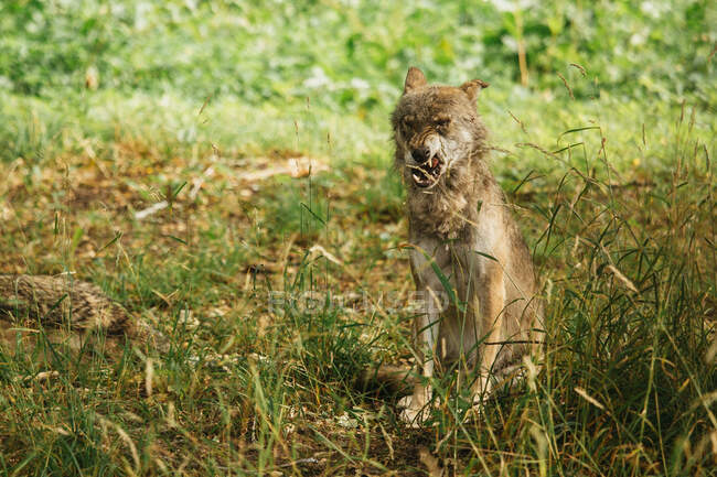Loup sauvage léchant avec faim dans la nature — Photo de stock