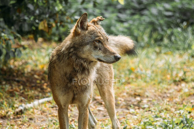 Lobo selvagem olhando para longe na natureza — Fotografia de Stock