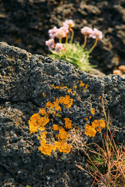 Flores brillantes rosas y naranjas sobre piedras rocosas en la montaña en  Islandia — Roca, destino - Stock Photo | #314313616