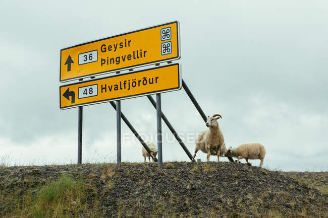 Большой желтый билборд с дорожным знаком и белой овчиной рядом, смотрящей на камеру в Исландии — стоковое фото