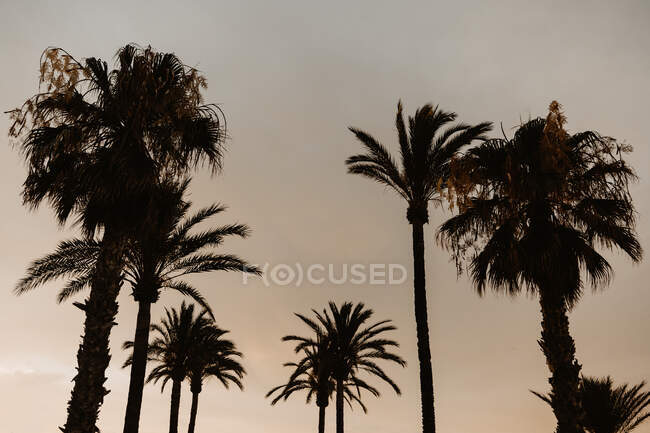 Desde debajo de la silueta altas palmeras en la puesta del sol cielo nublado en la playa tropical - foto de stock