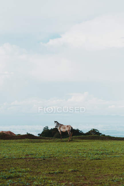 Schönes Schimmel Pferd auf grünem Rasen in der Landschaft — Stockfoto