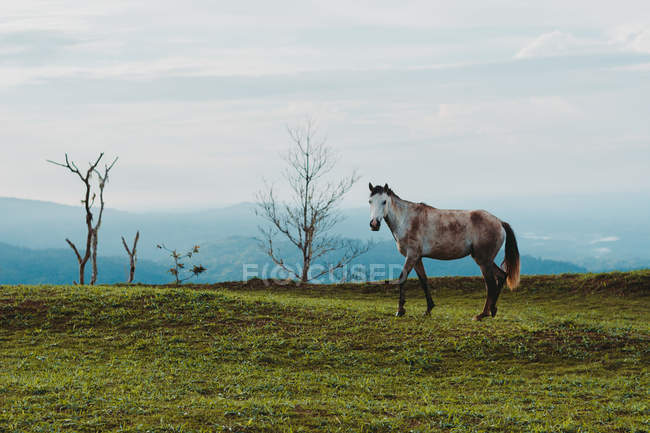 Hermoso caballo gris en el césped verde en el campo - foto de stock
