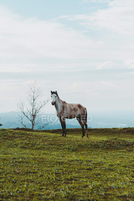 Schönes Schimmel Pferd auf grünem Rasen in der Landschaft — Stockfoto