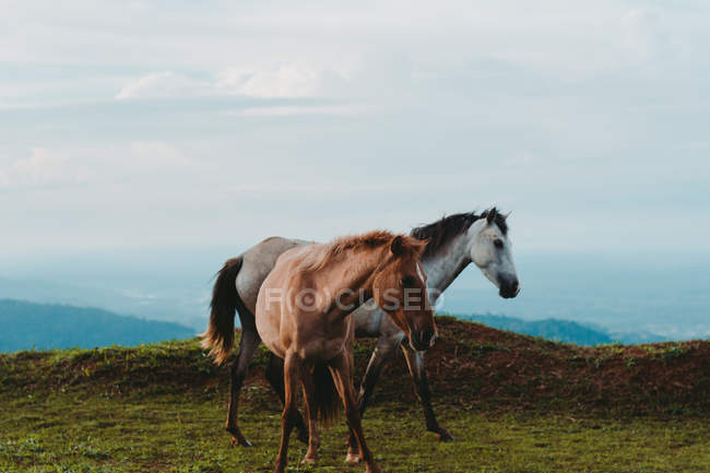 Couple of amazing horses on green lawn in countryside — Stock Photo