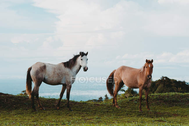 Couple of amazing horses on green lawn in countryside — Stock Photo