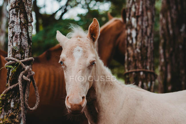 Potrillo beige saludable con ojos azules de pie y mirando en la cámara en el bosque de coníferas - foto de stock