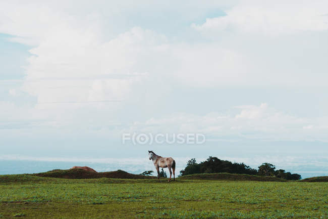 Beautiful gray horse on green lawn in countryside — Stock Photo