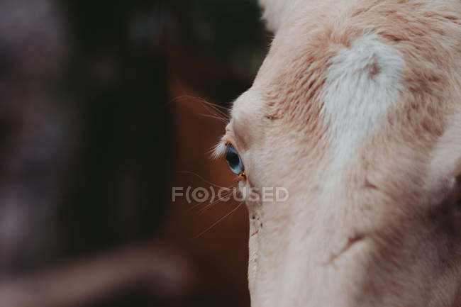 Primo piano del cavallo beige con gli occhi azzurri — Foto stock