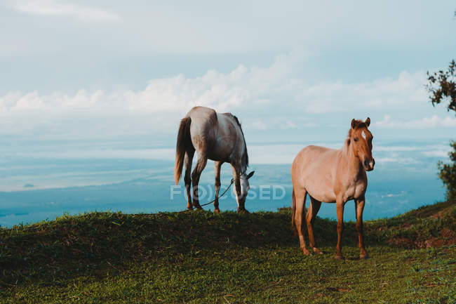 Dois belos cavalos pastando no gramado verde no campo — Fotografia de Stock