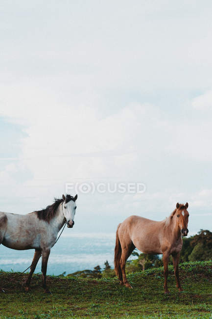 Deux beaux chevaux broutant sur la pelouse verte à la campagne — Photo de stock