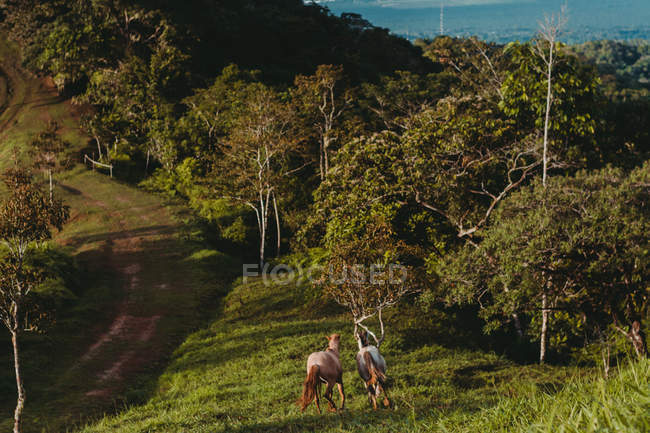 Von oben kräftige Pferde mit flauschigen Schwänzen, die auf einer Wiese in der Nähe einer Landstraße laufen — Stockfoto