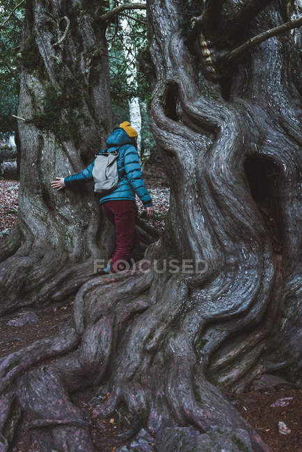 Back view of girl with backpack wearing jacket and knitted cap walking between trees with interlaced roots — Stock Photo