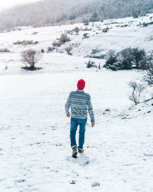 Вид ззаду випадкового чоловіка в червоній в'язаній шапці, що йде на зимовому полі з пагорбами, вкритими снігом — стокове фото