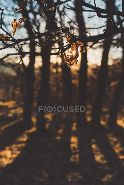 Kahle Eichenzweige mit braunen Blättern im Herbstwald im Gegenlicht mit Silhouettenbäumen — Stockfoto